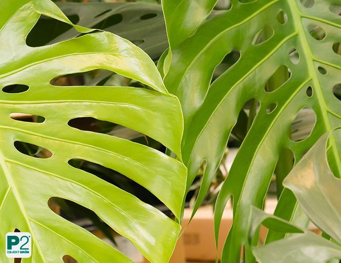 Nahaufnahme von großen, grünen Monstera-Blättern mit charakteristischen Löchern und Einschnitten