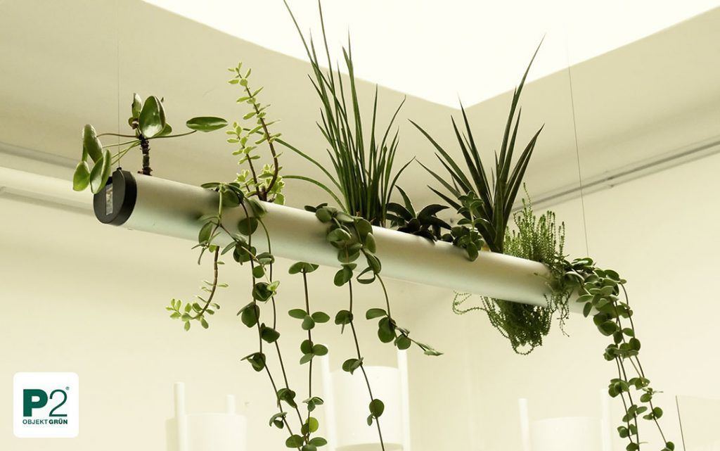 Hängende Pflanzenlampe mit verschiedenen Pflanzen