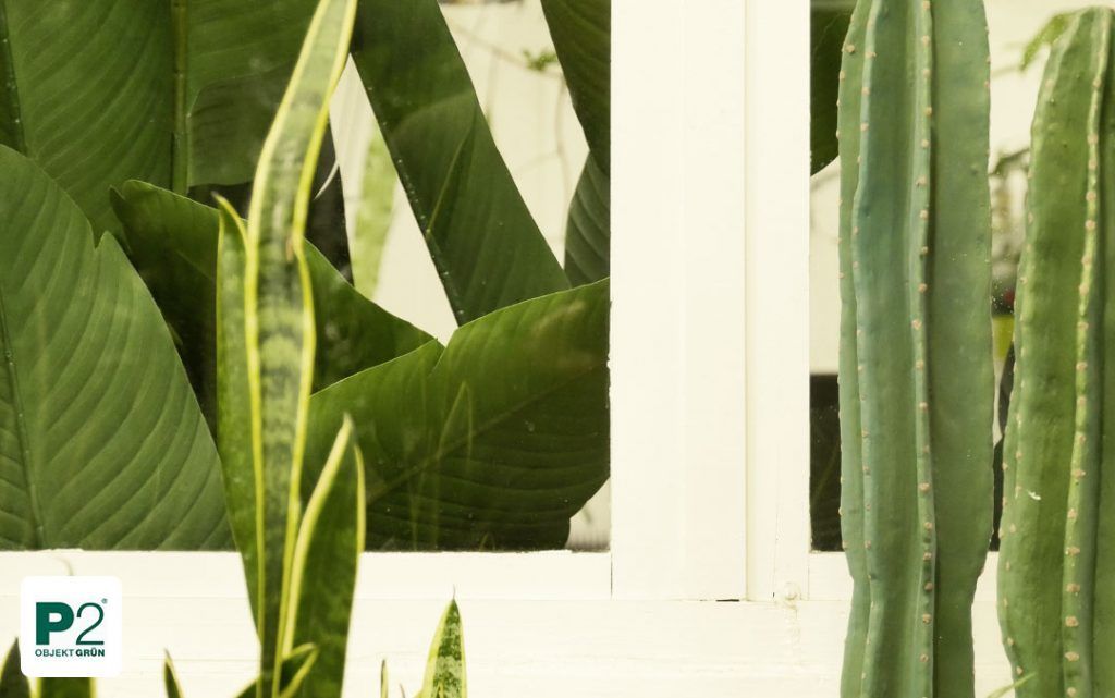 Ansicht von grünen Pflanzen im Gewächshaus mit Fenster