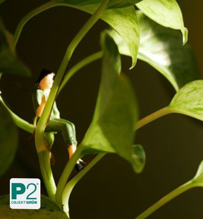 Eine kleine Figur sitzt auf einer Pflanze, umgeben von grünen Blättern.