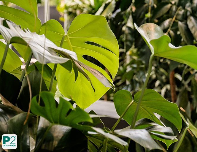 Nahaufnahme von grünen Monstera-Pflanzenblättern mit charakteristischen Löchern und Spalten