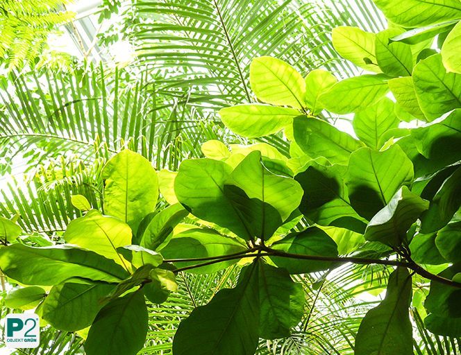 Große, leuchtend grüne Blätter tropischer Pflanzen