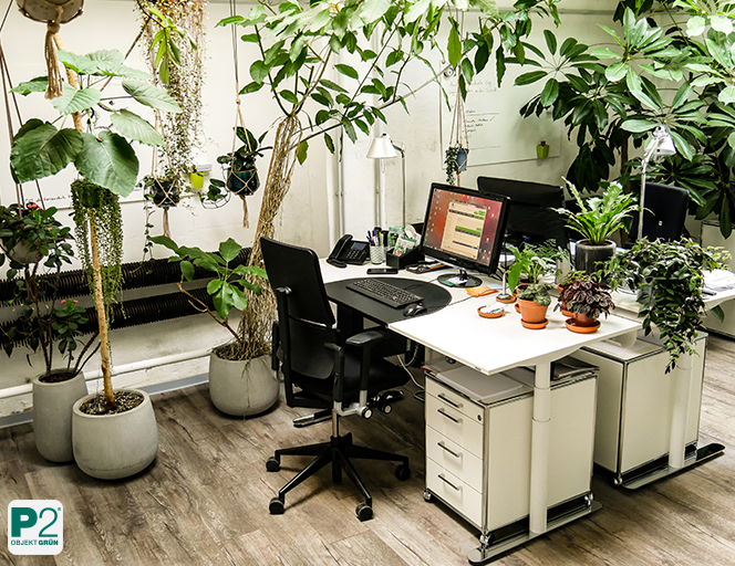 Moderner Büroarbeitsplatz mit zwei Computern, vielen grünen Pflanzen in Töpfen und hellem Holzboden