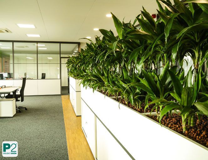 Büro mit weißen Schreibtischen, schwarzen Stühlen und einer langen Pflanzreihe in weißen Kästen