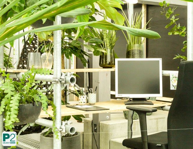 Moderner Arbeitsplatz mit schwarzem Bürostuhl, Computerbildschirm und vielen grünen Pflanzen auf Holzregalen