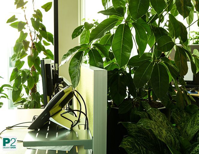 Büroarbeitsplatz mit Monitor, Telefon und großen grünen Pflanzen am Fenster