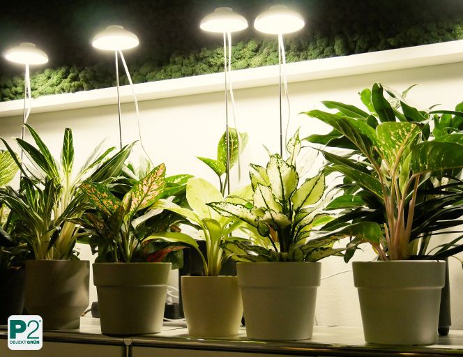 Verschiedene Zimmerpflanzen mit moderner Beleuchtung