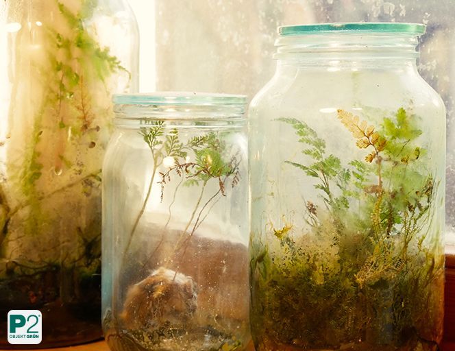 Ein gläsernes Terrarium mit verschiedenen Farnen und Pflanzen.