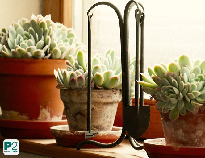 Verschiedene Sukkulenten in Tontöpfen auf einer Fensterbank