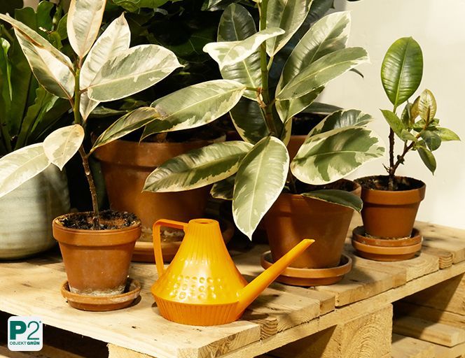 Bunte Pflanzen und eine orange Gießkanne auf einem Holzregal.