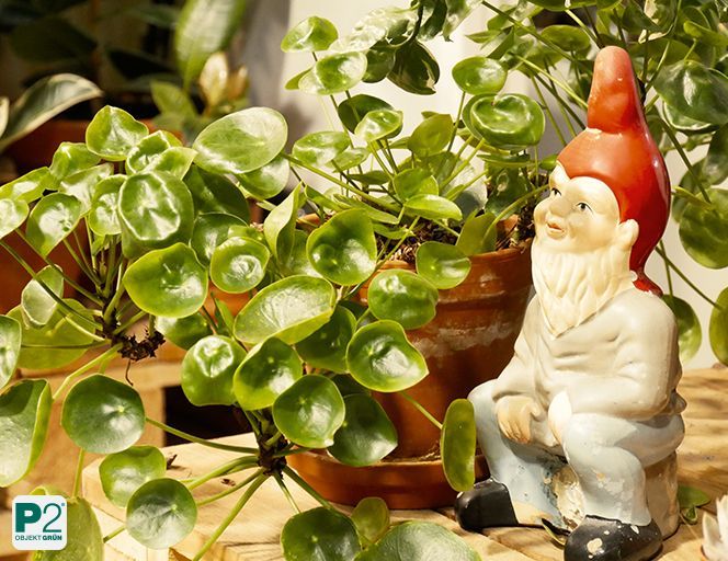 Ein fröhlicher Gartenzwerg sitzt neben einer Topfpflanze.