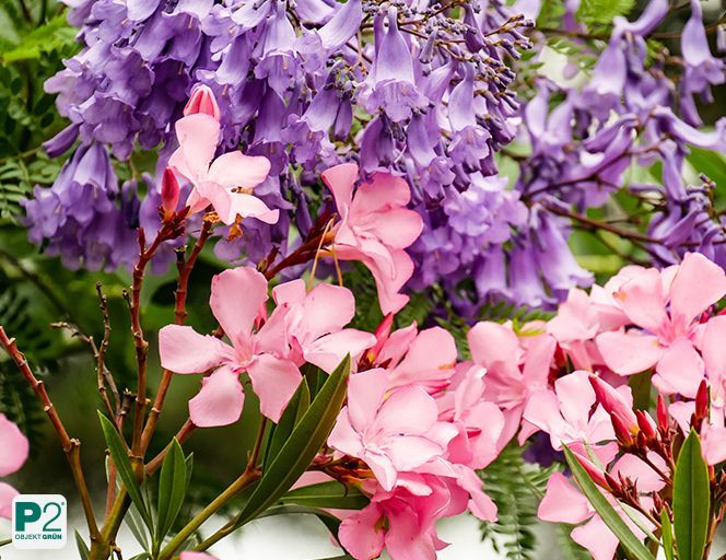 Nahaufnahme von rosa Oleanderblüten vor lila Jacaranda-Blüten