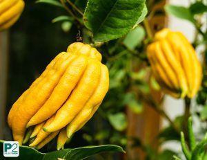 Zwei gelbe Buddha-Hand-Zitronen hängen an einem Baum mit grünen Blättern