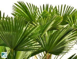 Grüne Palmenblätter
