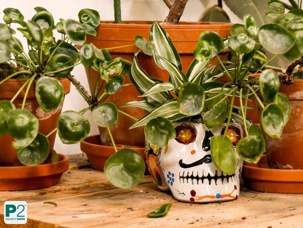 Bunte Totenkopf-Vase mit grüner Pflanze, umgeben von weiteren Pflanzen in Terrakottatöpfen auf Holztisch, Dia de los Muertos