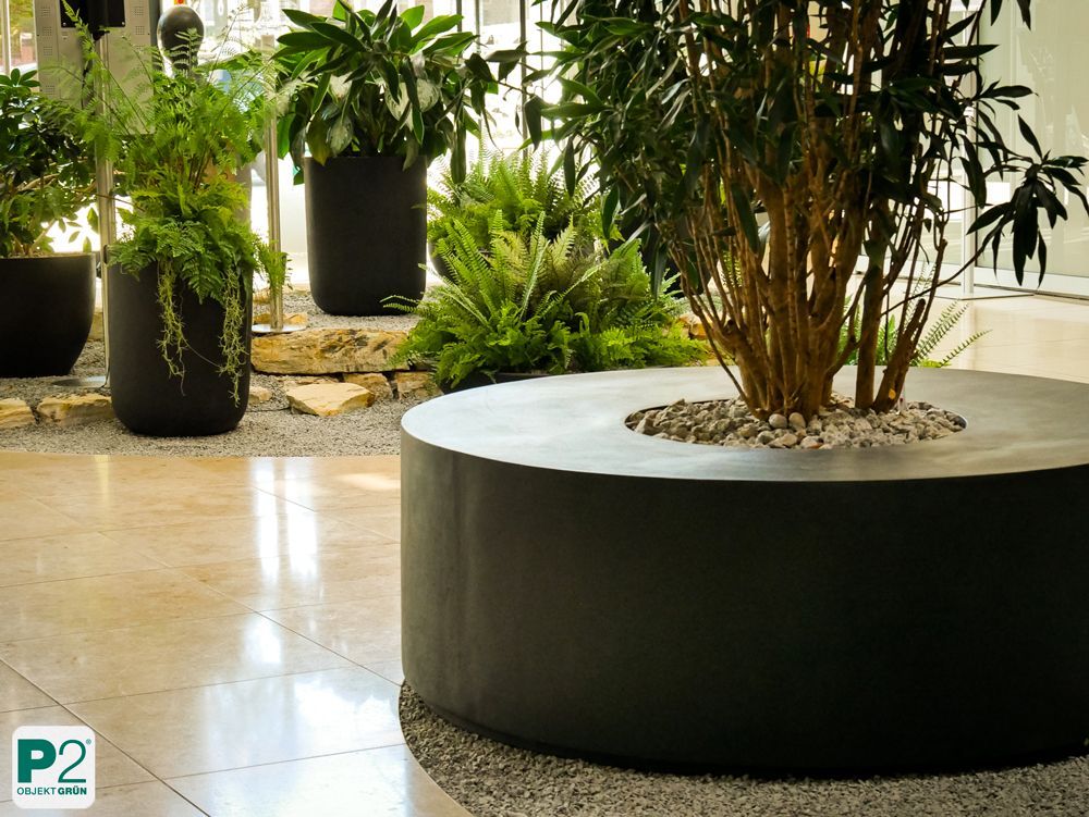 Moderne Pflanzen in eleganten Blumentöpfen im Innenraum.