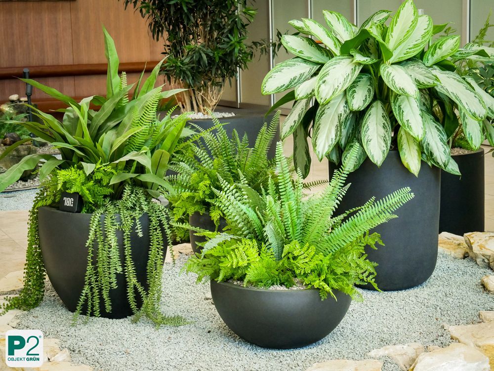 Moderne Pflanzen in eleganten Blumentöpfen im Innenraum.