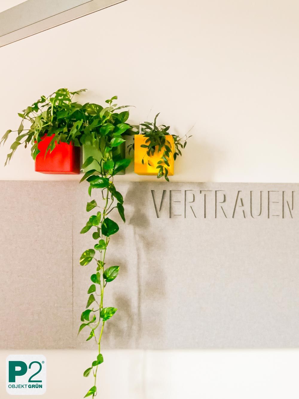 Bunte Pflanzen in Töpfen an einer Wand mit dem Wort 'VERTRAUEN'