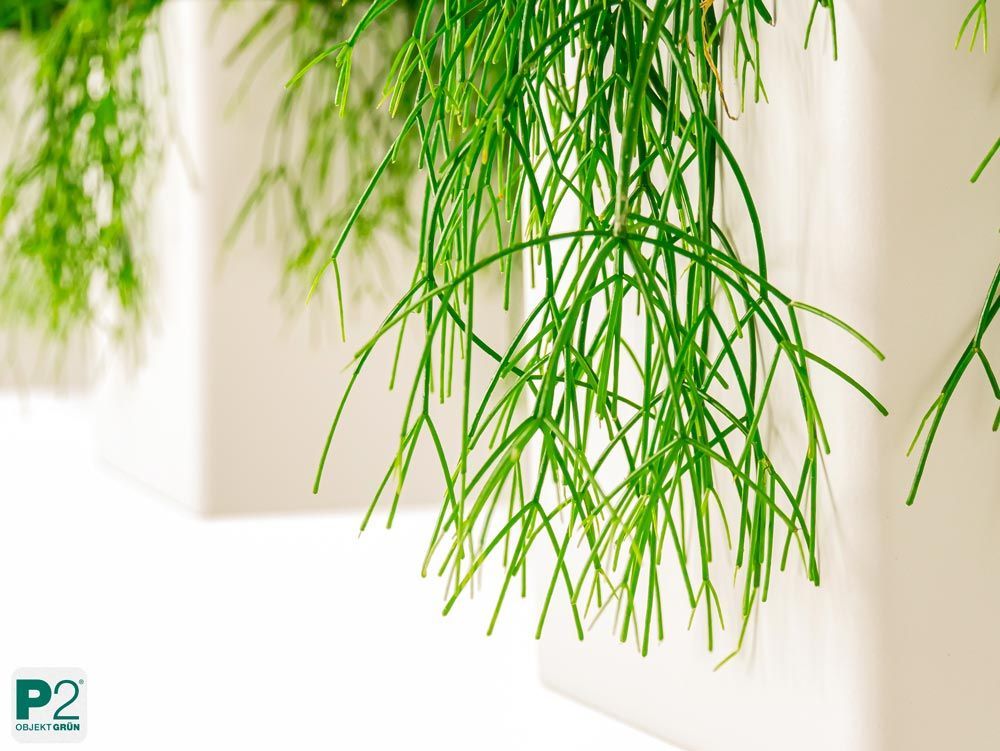 Dekorative grüne Pflanzen mit langen, dünnen Blättern.