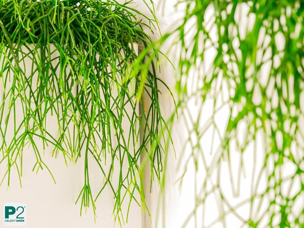Dekorative grüne Pflanzen mit langen, dünnen Blättern.