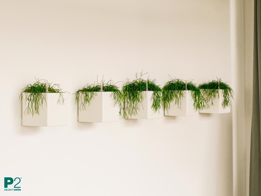 Fünf weiße Wandpflanzkästen mit grünen Gräsern, modern und minimalistisch an weißer Wand montiert