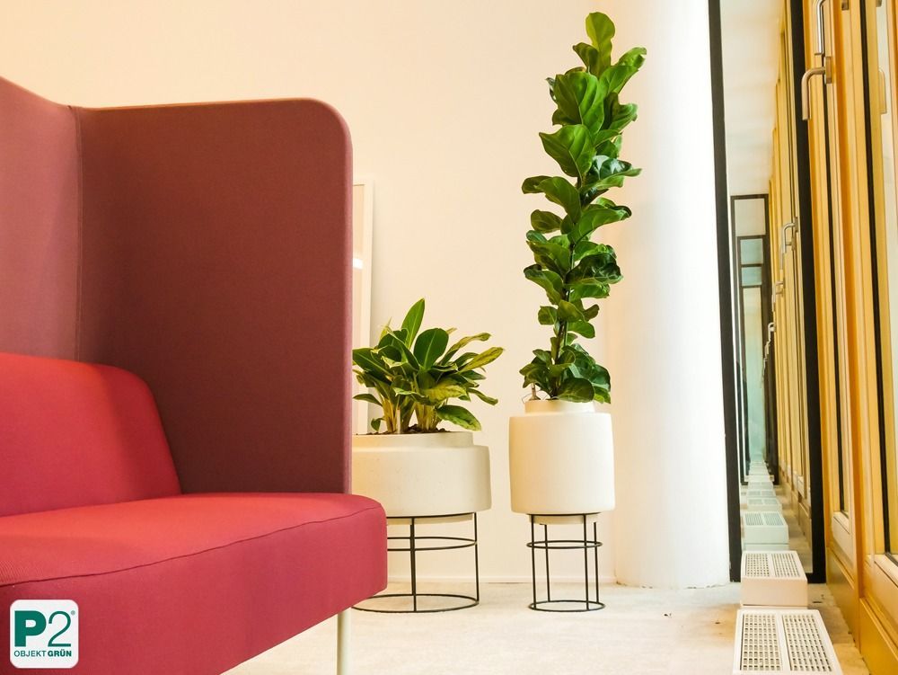 Lichtdurchfluteter Innenraum mit verschiedenen Topfpflanzen