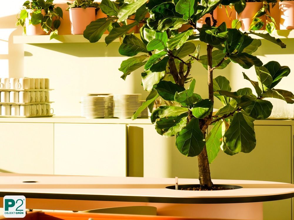 Lichtdurchfluteter Innenraum mit verschiedenen Topfpflanzen