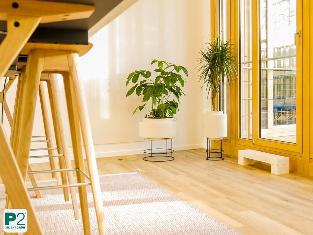 Lichtdurchfluteter Innenraum mit verschiedenen Topfpflanzen