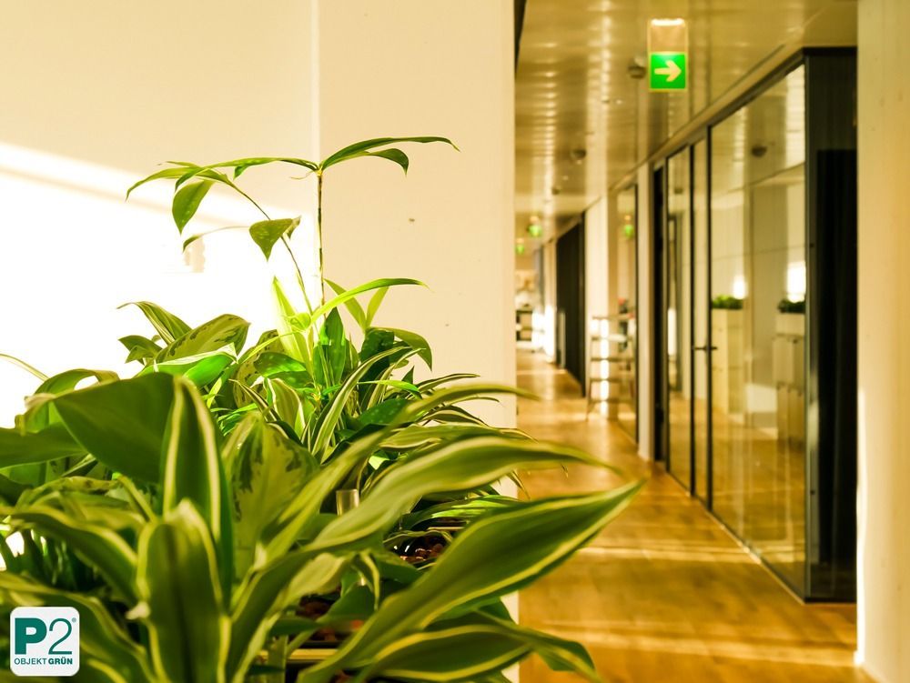 Lichtdurchfluteter Innenraum mit verschiedenen Topfpflanzen