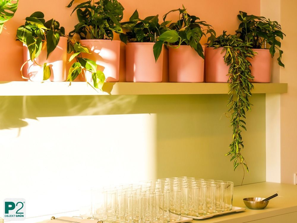 Lichtdurchfluteter Innenraum mit verschiedenen Topfpflanzen