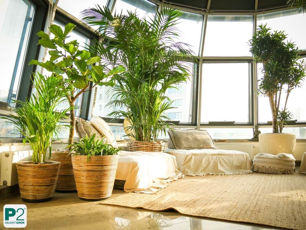 Helle Lounge mit großen Zimmerpflanzen in Körben, bequemen weißen Sitzmöbeln und Teppich vor großen Fenstern