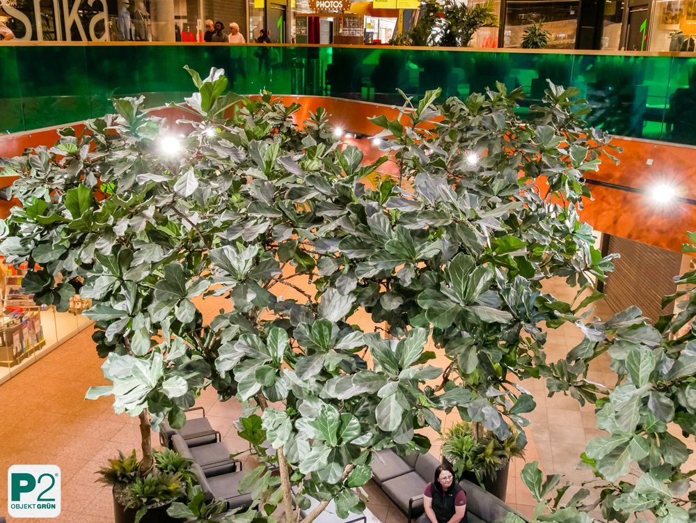 Ficus lyrata im modernen Innenraum mit Sitzgelegenheiten.
