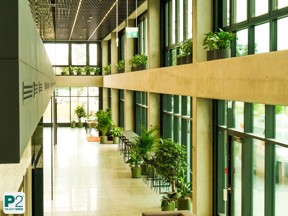 Helle Büroumgebung mit Pflanzen und großen Fenstern
