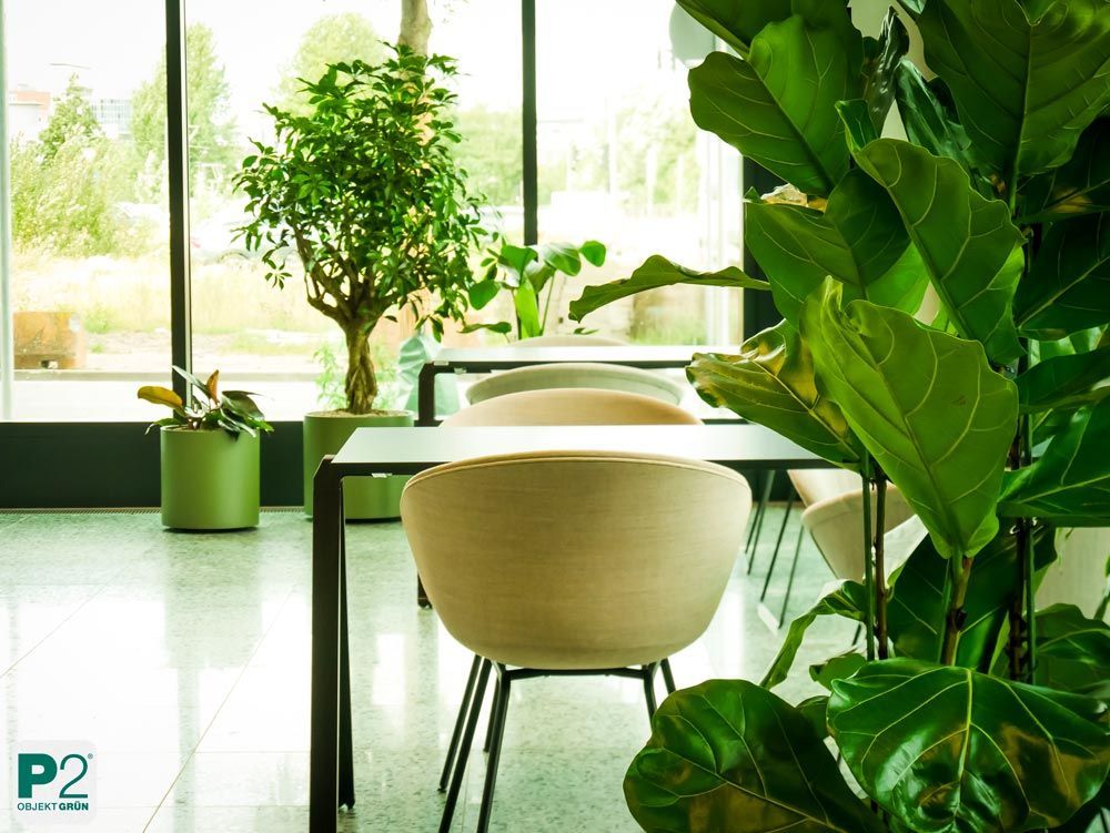 Helles Büro mit modernen Möbeln und grünen Pflanzen.