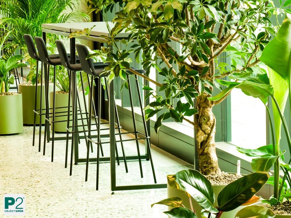 Moderne Barstühle in einem lichtdurchfluteten Raum mit Pflanzen.