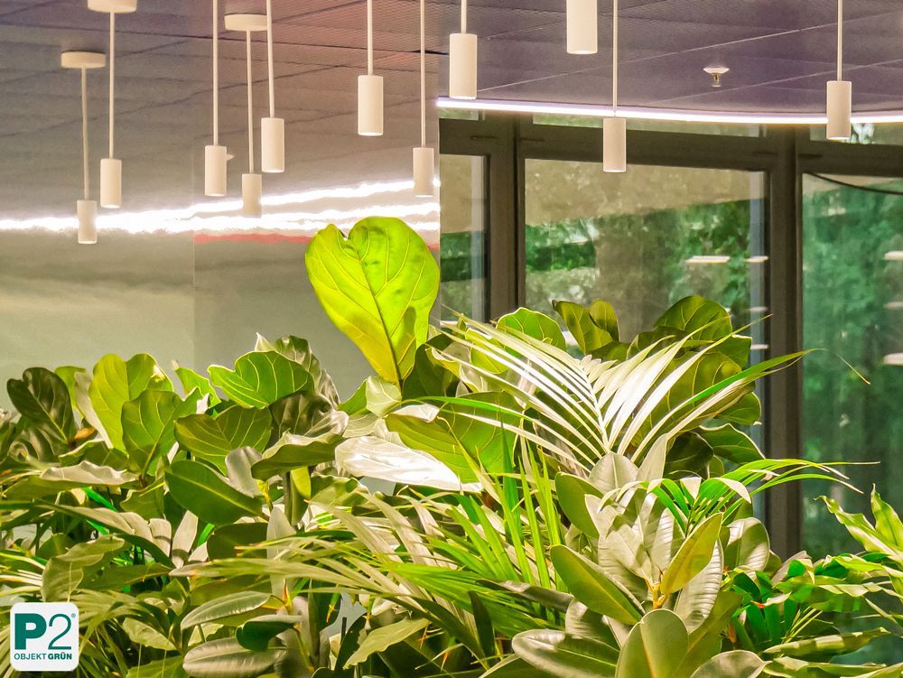 Grüne Pflanzen im Büro mit großen Blättern und natürlichem Licht.