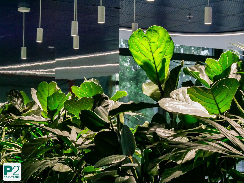 Grüne Pflanzen im Büro mit großen Blättern und natürlichem Licht.