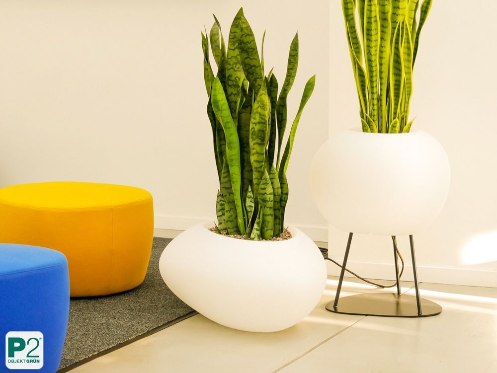 Moderne Pflanzen in stilvollen Töpfen in einem hellen Raum.