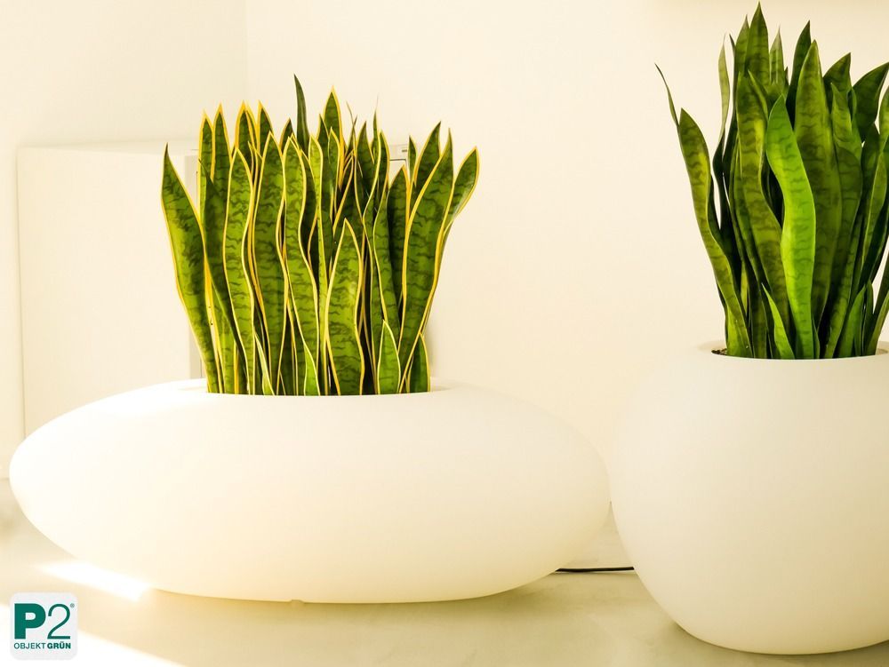 Moderne Pflanzen in stilvollen Töpfen in einem hellen Raum.