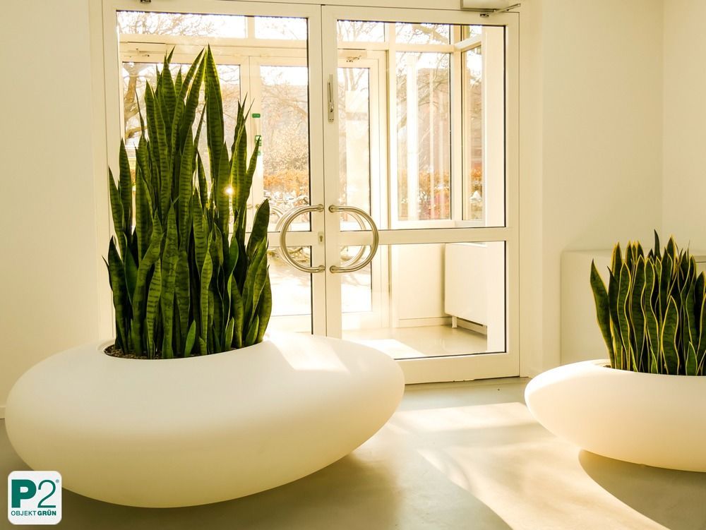 Lichtdurchfluteter Innenraum mit verschiedenen Topfpflanzen
