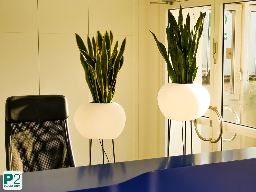 Lichtdurchfluteter Innenraum mit verschiedenen Topfpflanzen