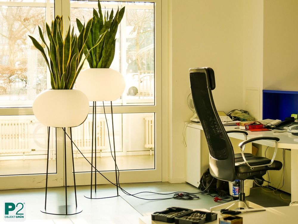 Lichtdurchfluteter Innenraum mit verschiedenen Topfpflanzen