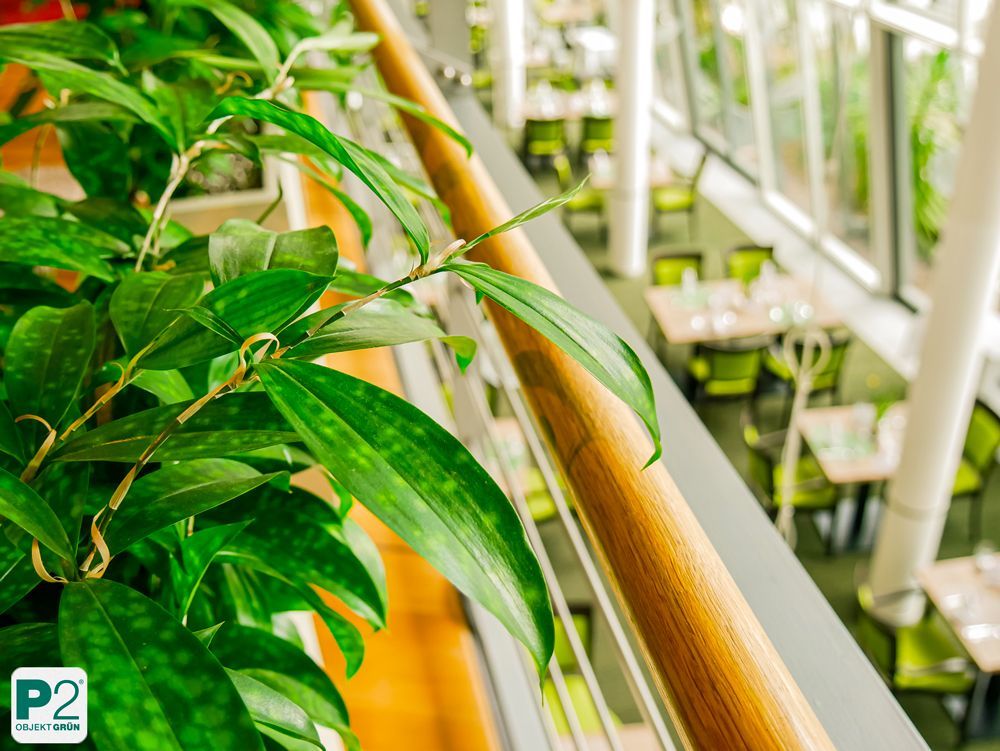 Nahaufnahme einer grünen Pflanze im Restaurant mit modernen Möbeln.