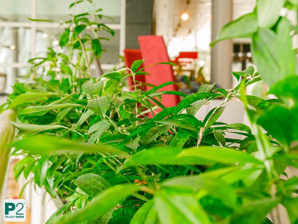 Nahaufnahme einer grünen Pflanze in einem modernen Raum.