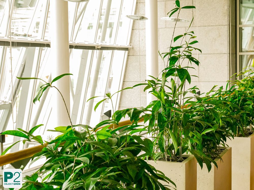 Grüne Pflanzen in einem lichtdurchfluteten Raum mit modernen Fenstern.