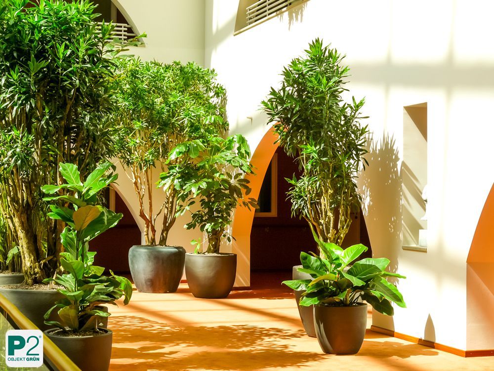 Lichtdurchfluteter Innenraum mit verschiedenen Topfpflanzen