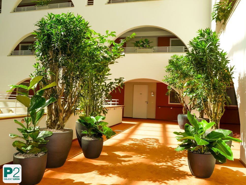 Heller Innenraum mit großen Pflanzen in Töpfen