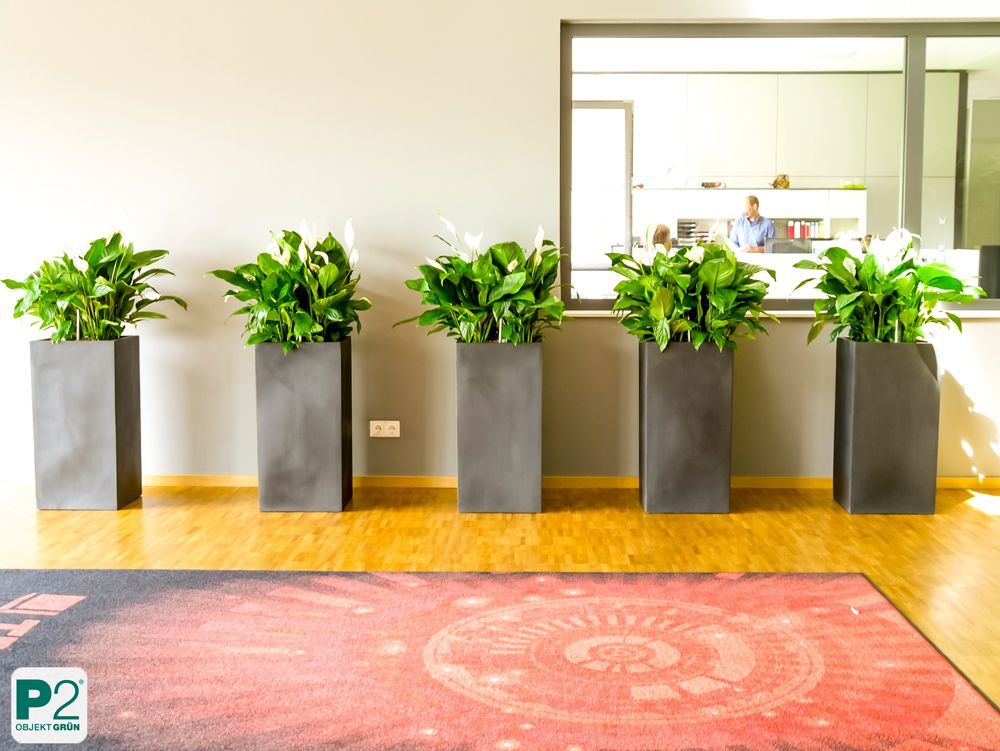 Moderne Pflanzen in eleganten Töpfen im Raum.