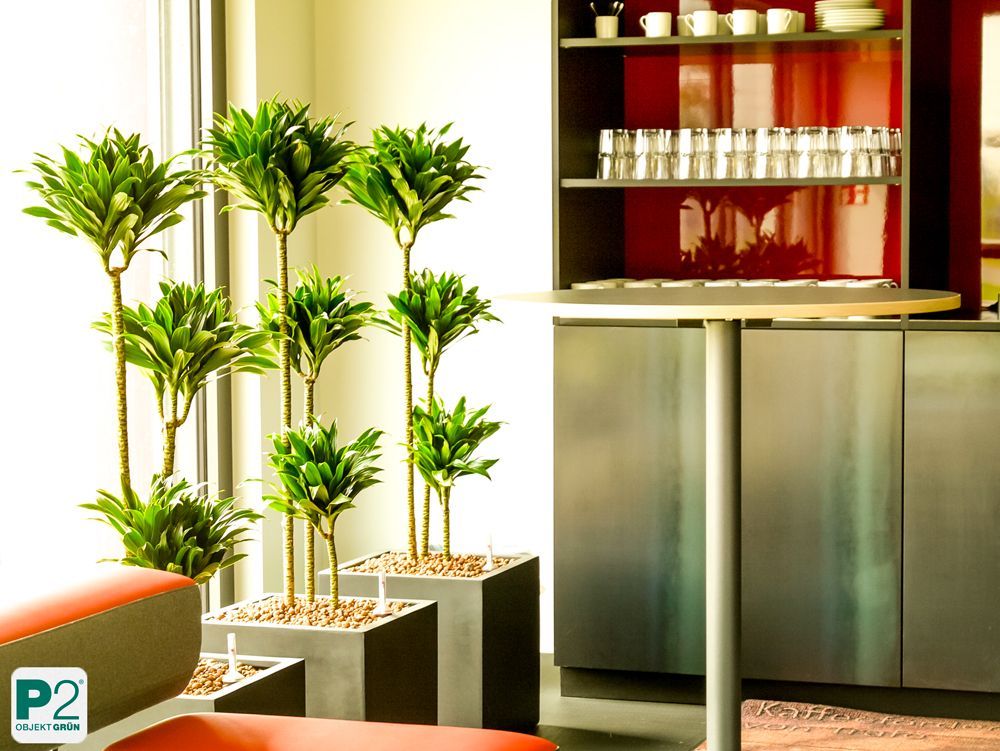 Moderne Pflanzen in einem hellen Raum mit einem Tisch.