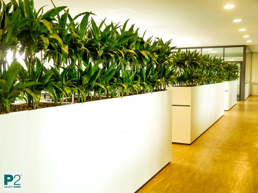 Moderne Büropflanzen in einem hellen Raum